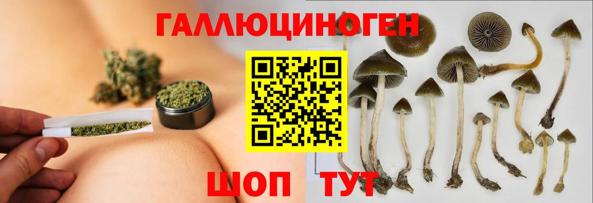 Псилоцибиновые грибы Psilocybine cubensis Черкесск